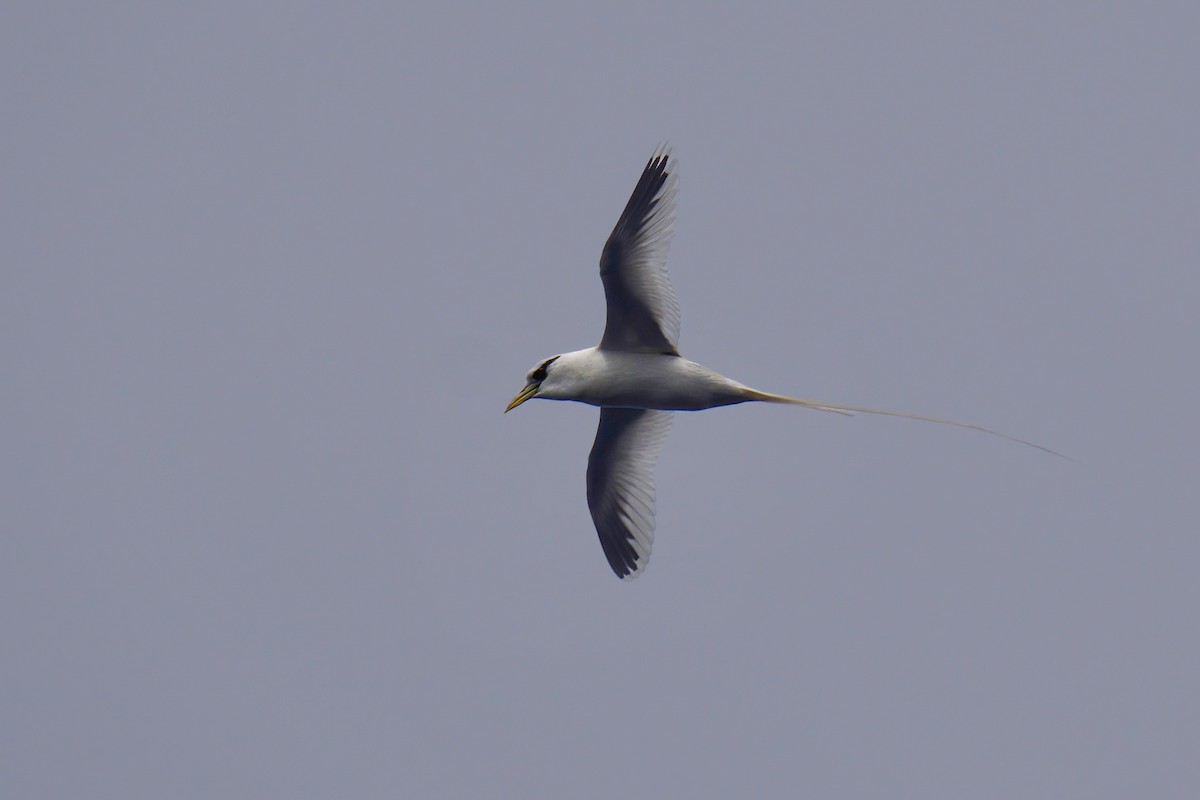 White-tailed Tropicbird (Pacific) - ML570795251