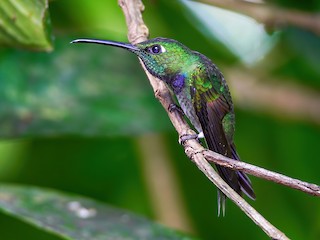  - Violet-chested Hummingbird