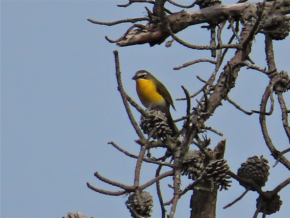 Yellow-breasted Chat - ML570797221