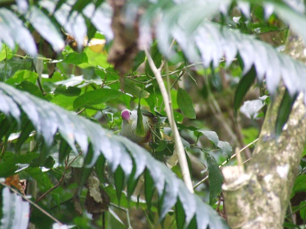 Раротонгский фруктовый голубь - ML57080021