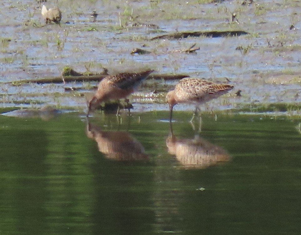 Long-billed Dowitcher - ML570800691