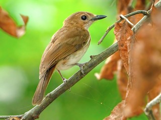  - White-vented Whistler