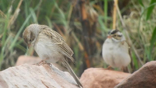Clay-colored Sparrow - ML570804391