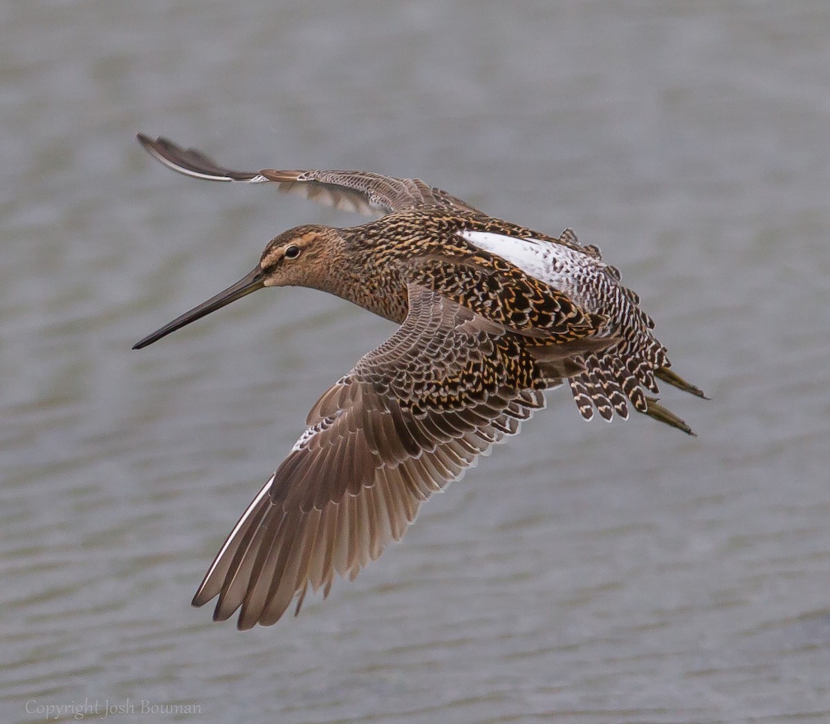 Long-billed Dowitcher - ML57080881