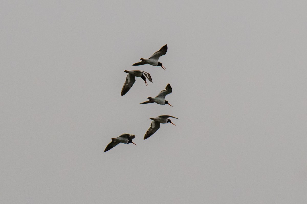 Maine eBird Checklist 12 May 2023 Fort Foster Park, Kittery 99