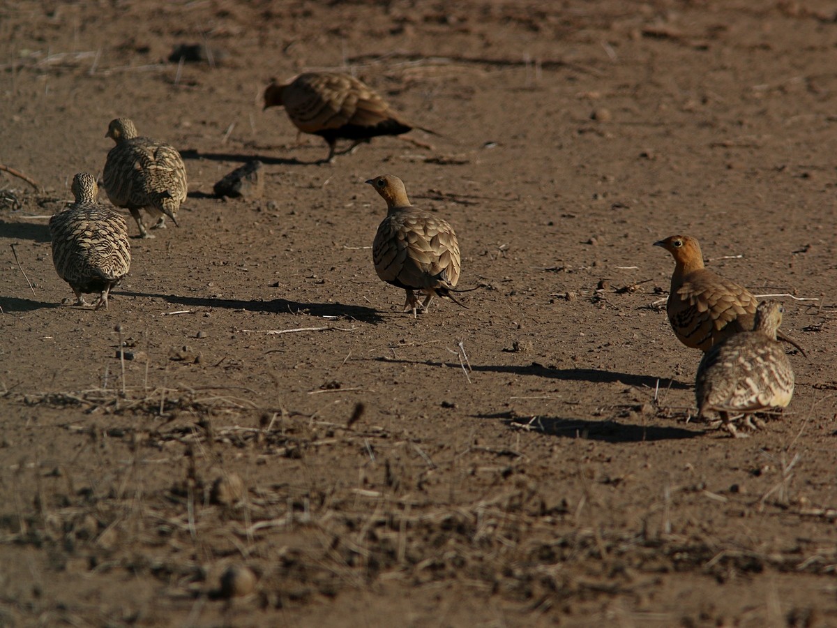 Chestnut-bellied Sandgrouse - ML570810821