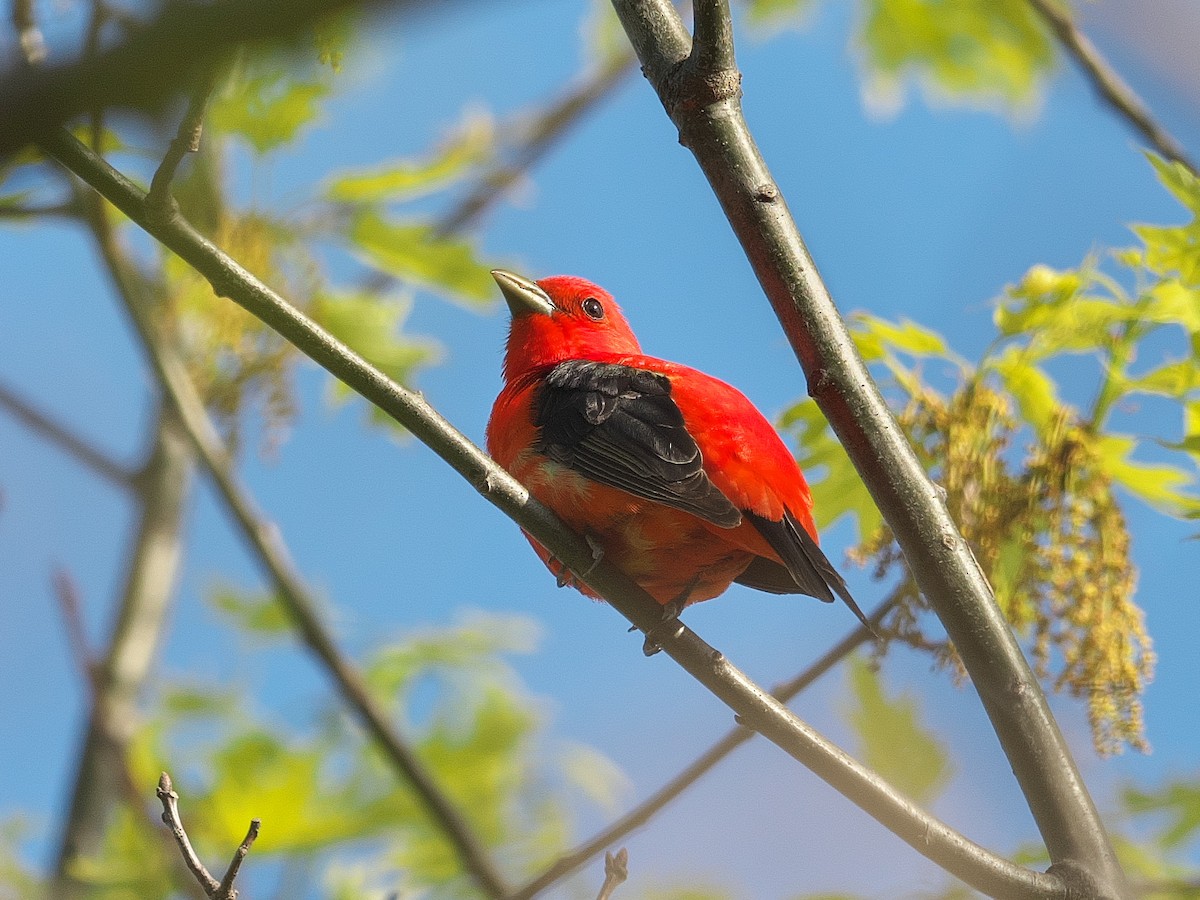Scarlet Tanager - ML570810841