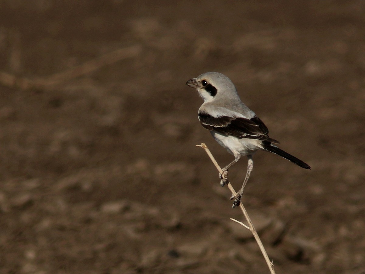 Great Gray Shrike (Steppe) - ML570810991