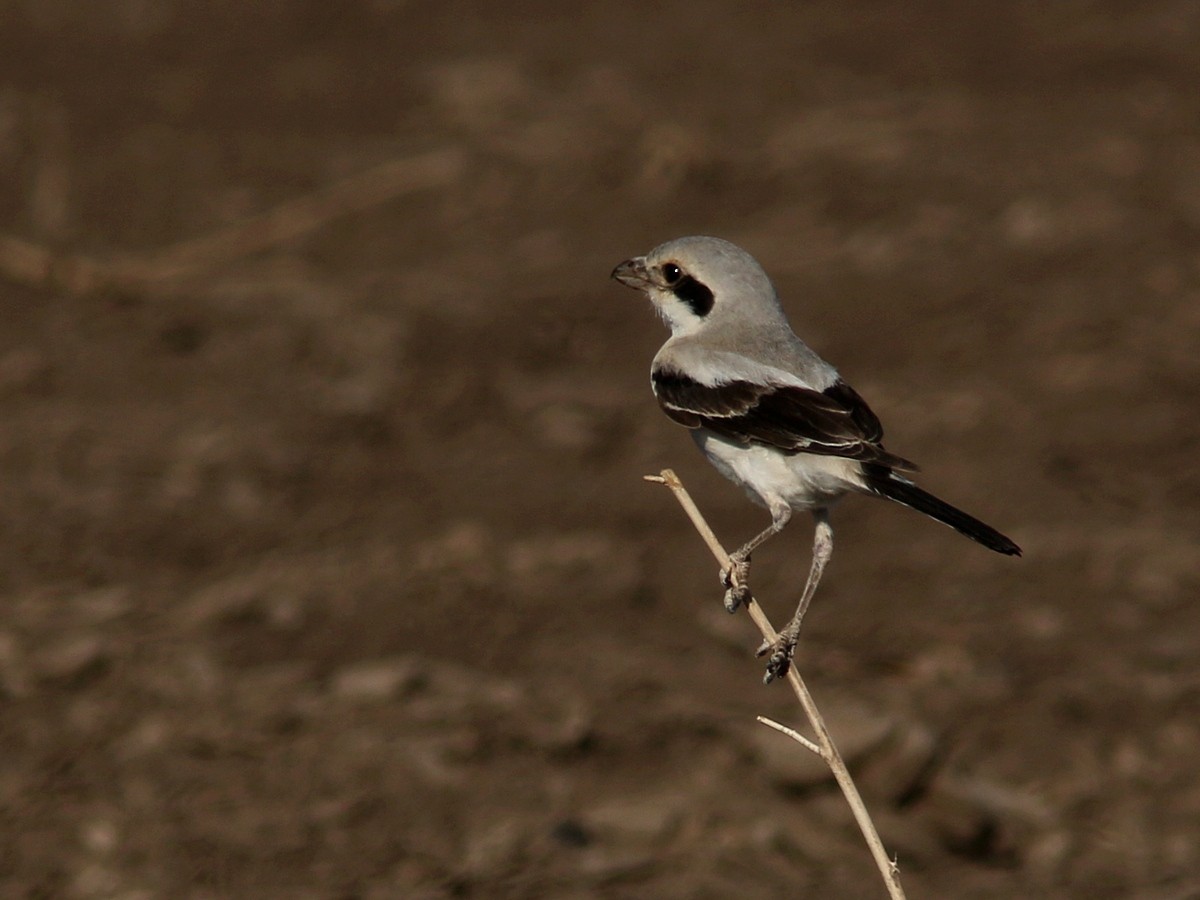 Great Gray Shrike (Steppe) - Attila Steiner