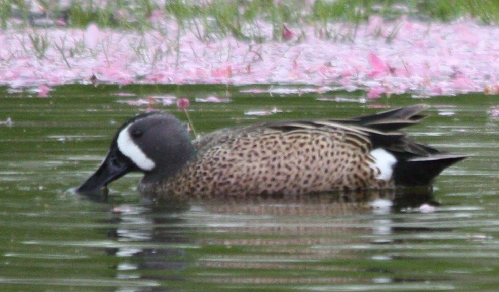 ebird-checklist-1-may-2023-croton-point-park-1-species