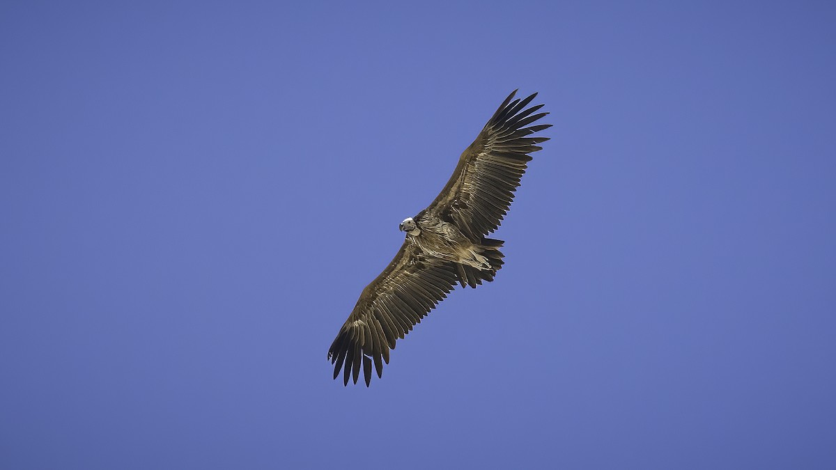 Lappet-faced Vulture - ML570813211