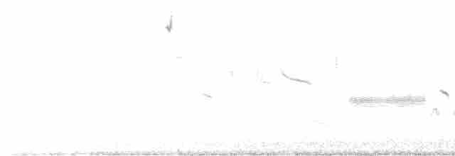 ブリューワーヒメドリ - ML570816821