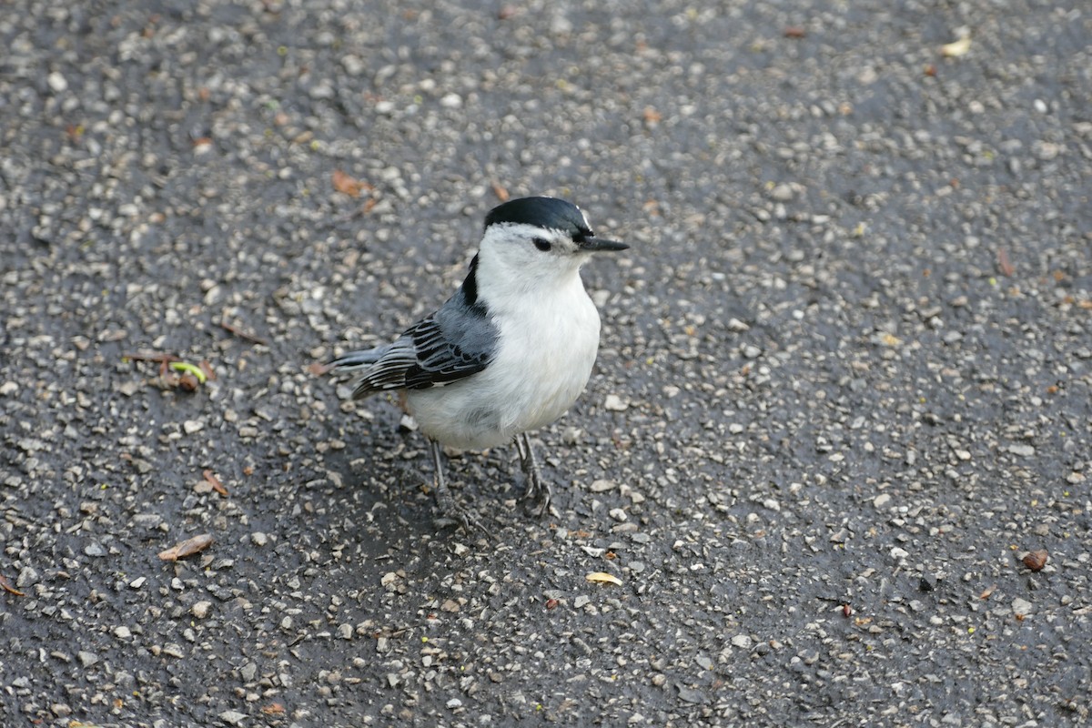 White-breasted Nuthatch (Eastern) - James Muller