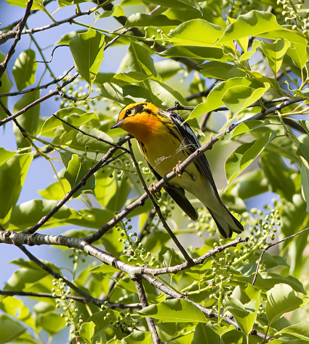 New York Breeding Bird Atlas Checklist - 12 May 2023 - Hoyt Farm Town ...