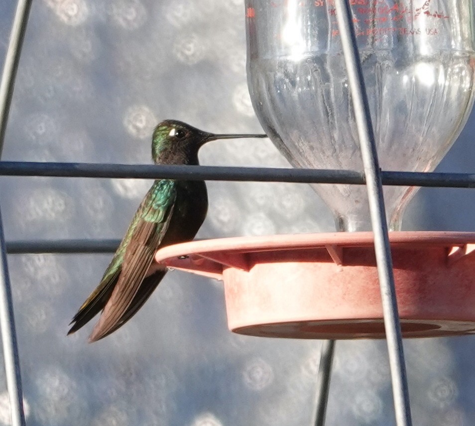Rivoli's Hummingbird - ML570824681