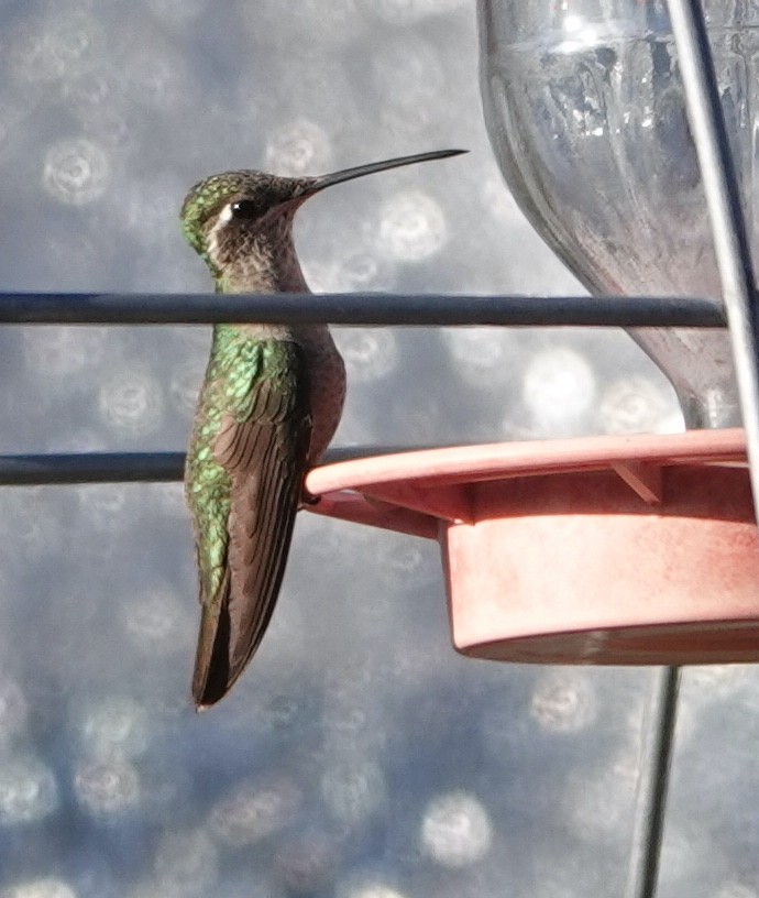 Rivoli's Hummingbird - ML570824721