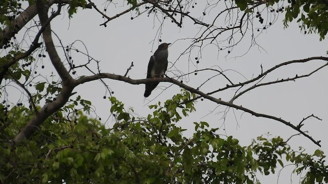 African Cuckoo - ML570826881