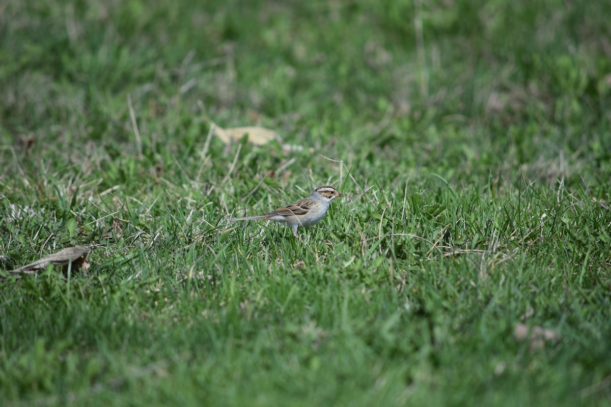Clay-colored Sparrow - ML570830871