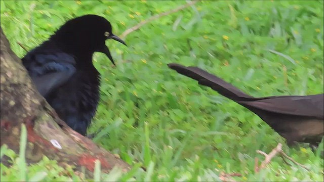 Great-tailed Grackle - ML570830961