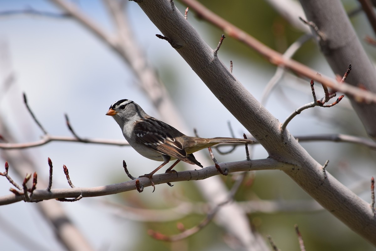 White-crowned Sparrow - ML570831761
