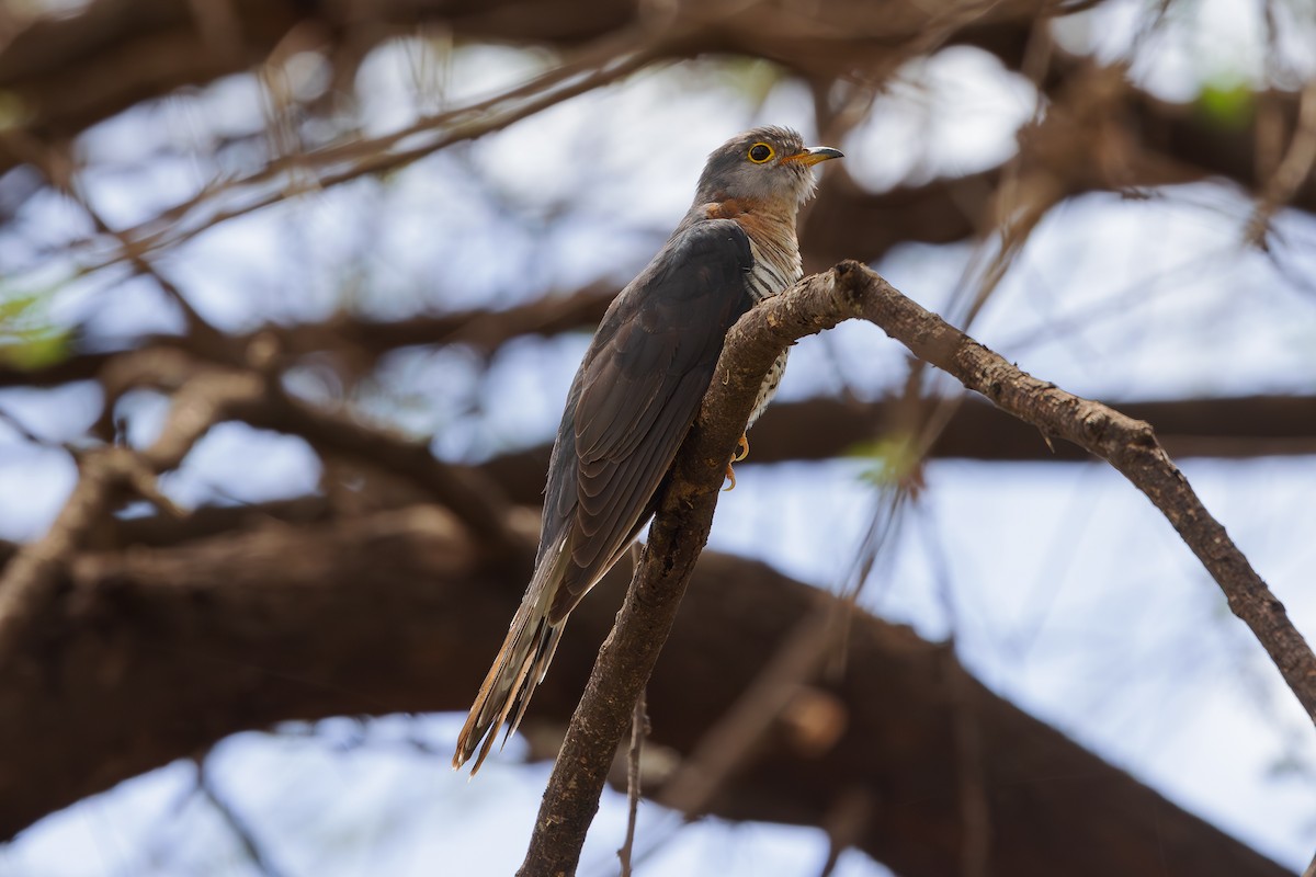 Red-chested Cuckoo - Steve Kelling
