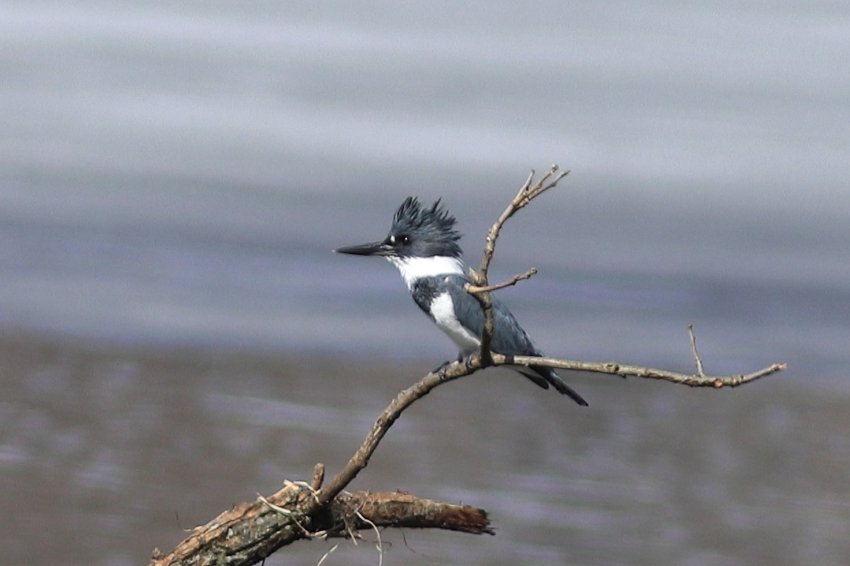 Belted Kingfisher - ML570834081