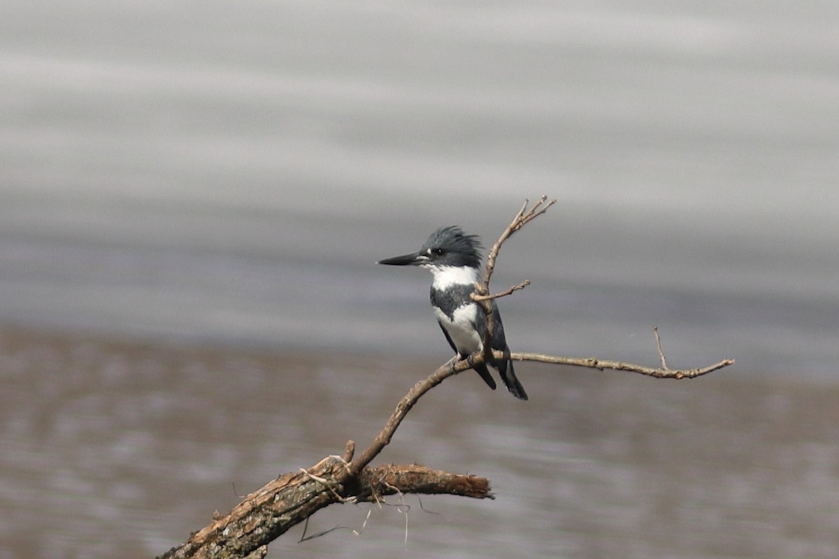 Belted Kingfisher - ML570834091