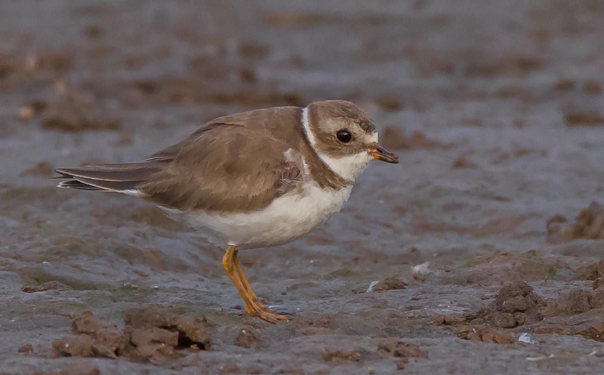 Semipalmated Plover - Nelson Palma
