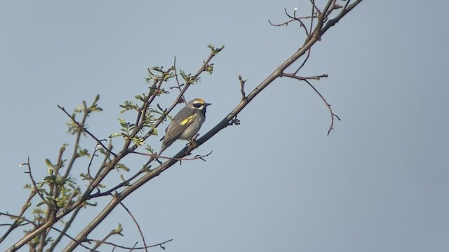 Golden-winged Warbler - ML570835461