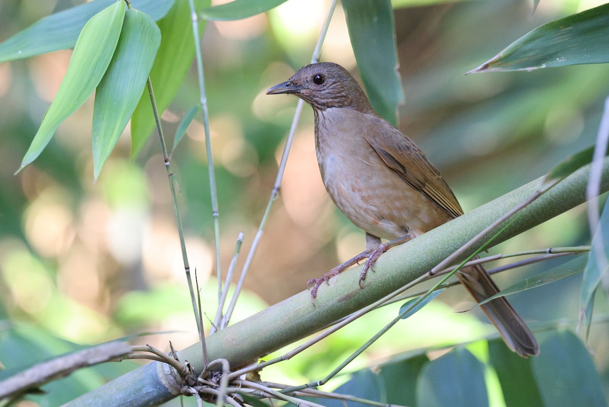 Pale-breasted Thrush - ML570838511