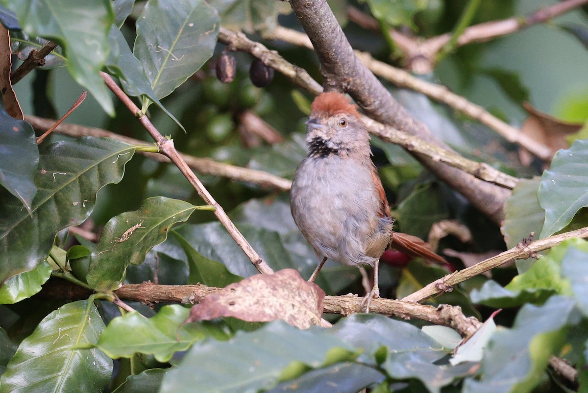 Sooty-fronted Spinetail - ML570838581