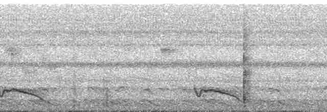 Ecuadornachtschwalbe - ML57084