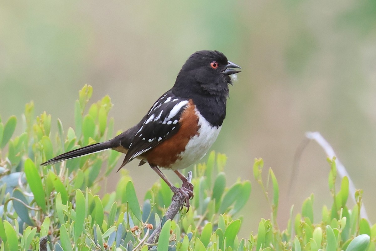 Spotted Towhee - ML570844651
