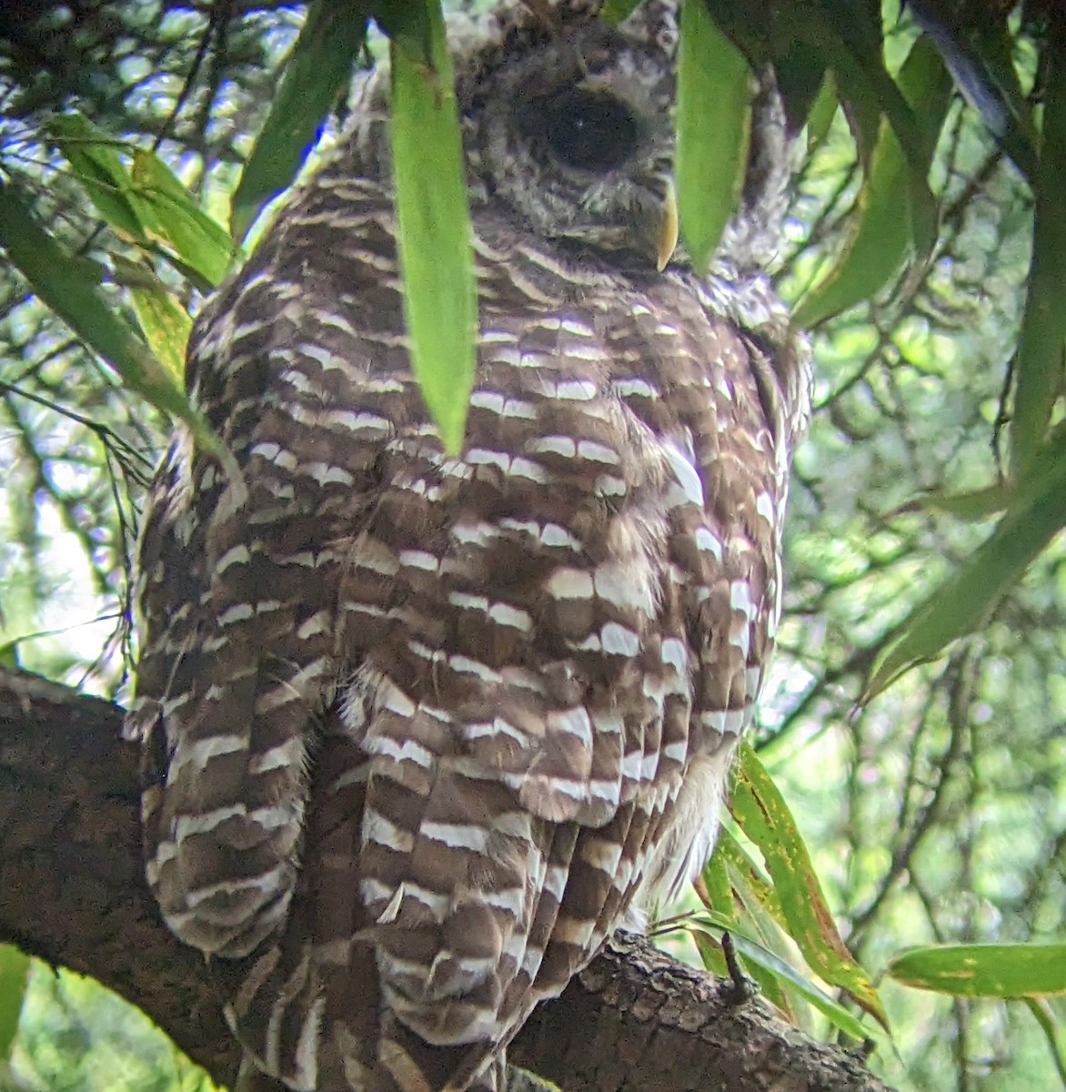 Barred Owl - ML570857001