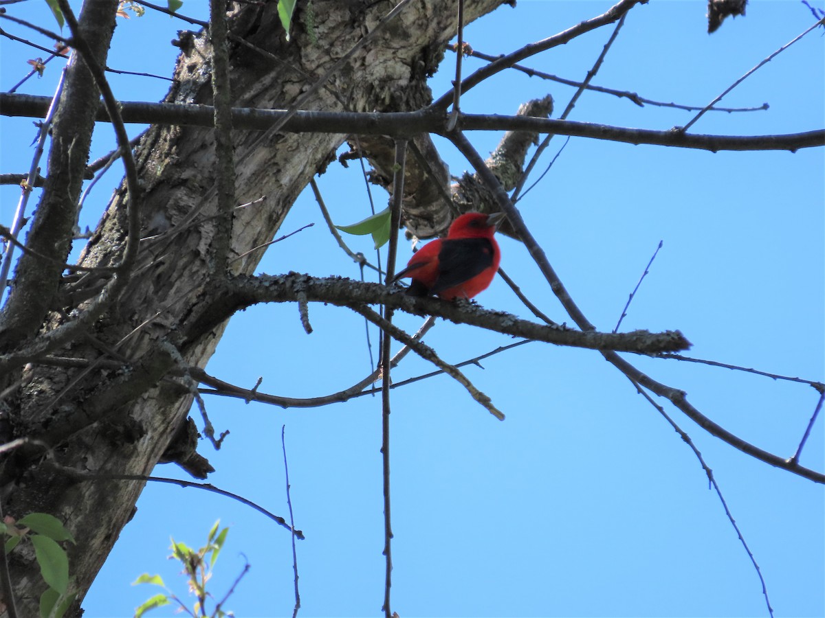 Scarlet Tanager - ML570858481