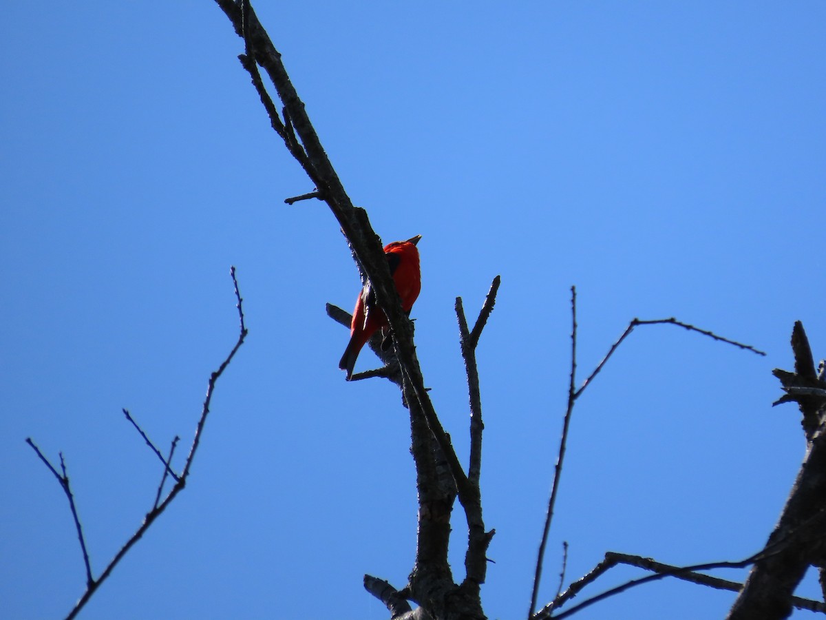 Scarlet Tanager - ML570858531
