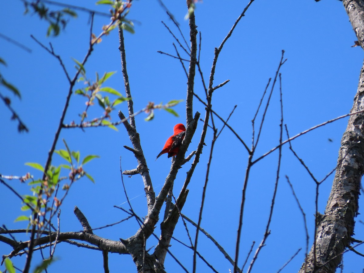 Scarlet Tanager - ML570858561