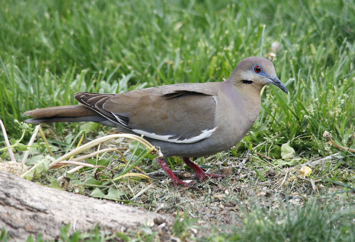 White-winged Dove - Becky Lutz