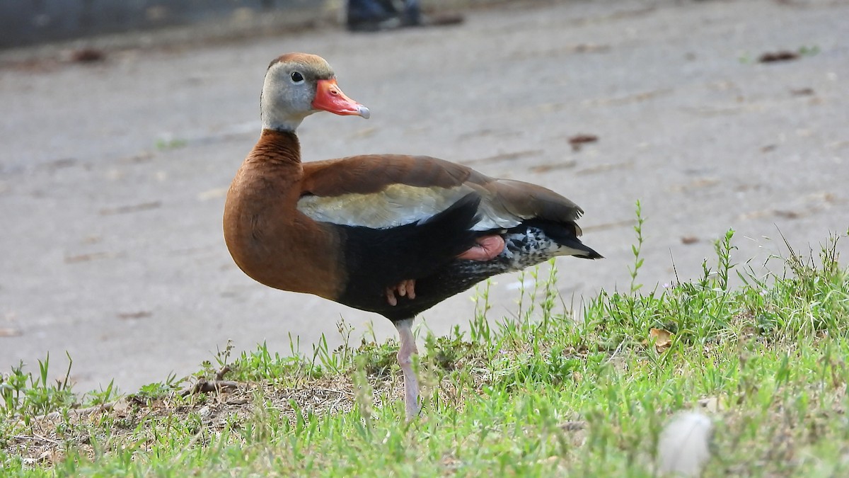 Black-bellied Whistling-Duck - AiLeng Chan