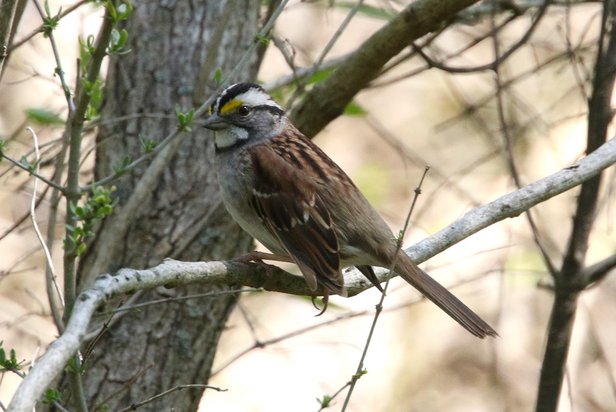 White-throated Sparrow - ML570867191