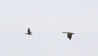 Cackling Goose (Aleutian), ML570867441