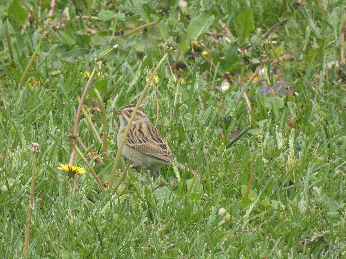 Clay-colored Sparrow - ML570869321