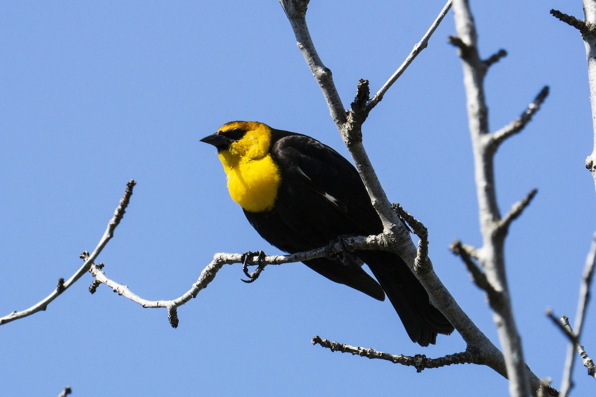 Yellow-headed Blackbird - ML570874581