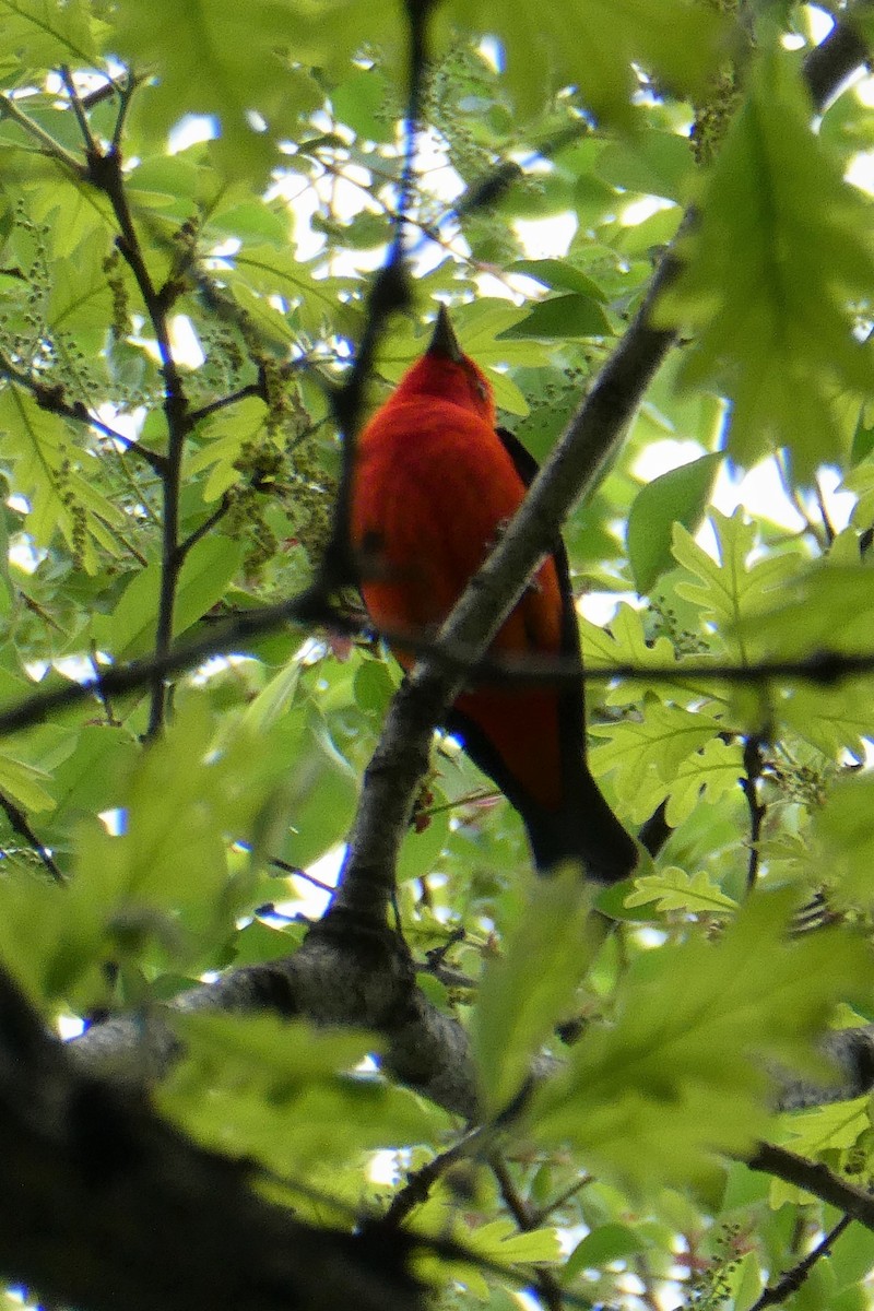Scarlet Tanager - ML570880331