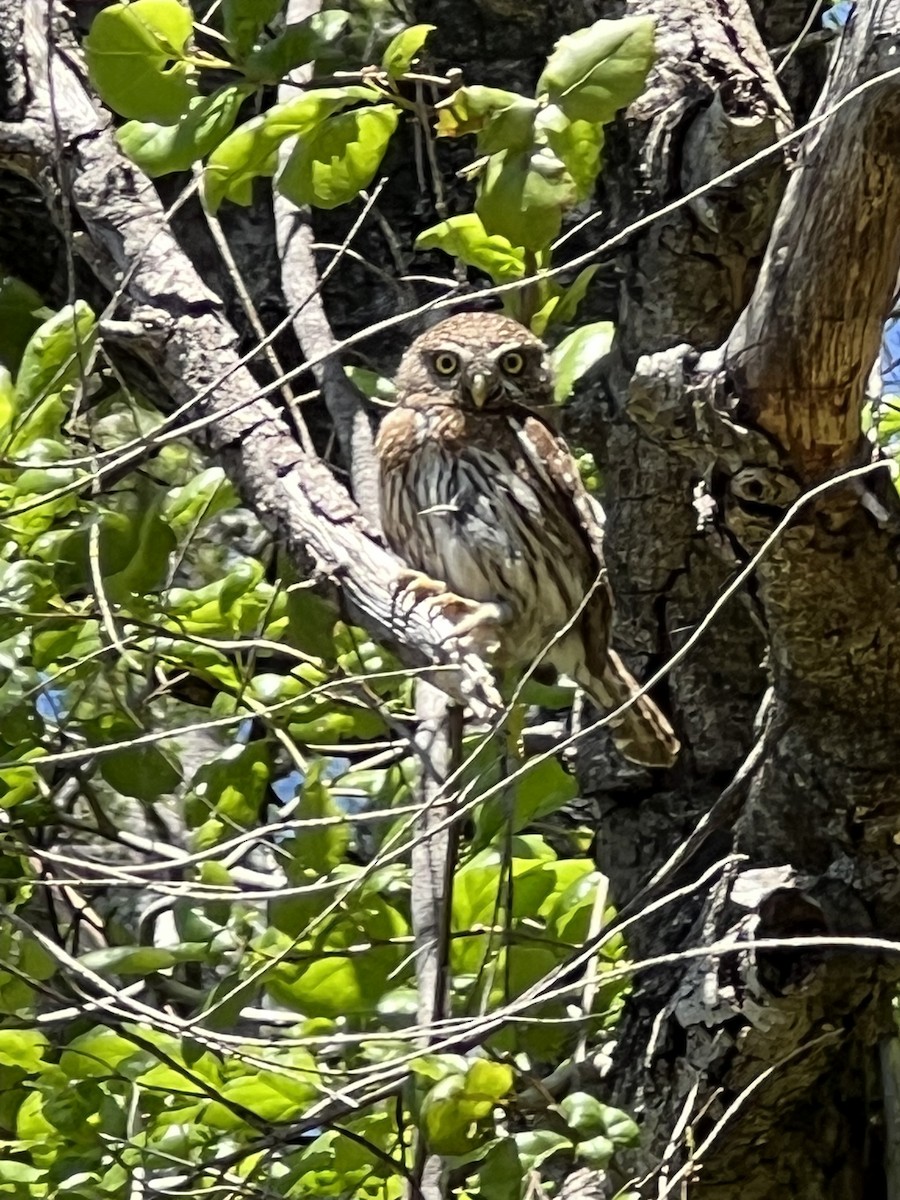 Northern Pygmy-Owl - ML570880591