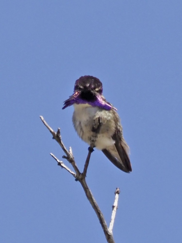 Costa's Hummingbird - ML570881051