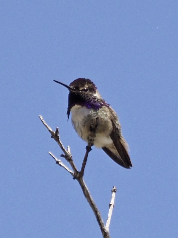 Costa's Hummingbird - ML570881151