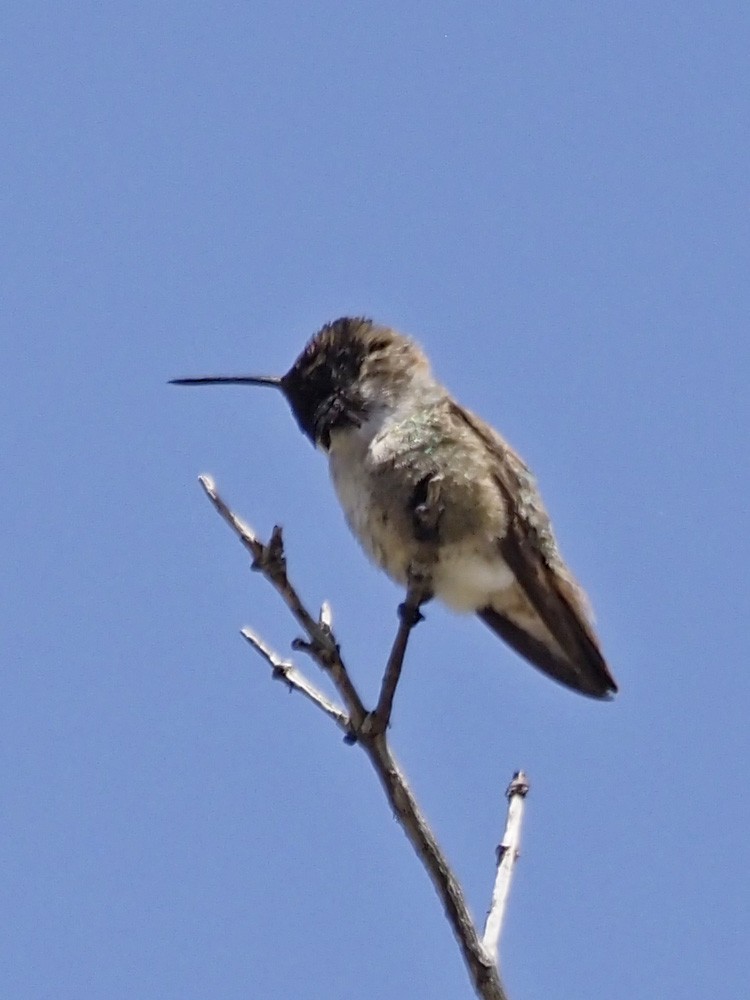 Costa's Hummingbird - ML570881251