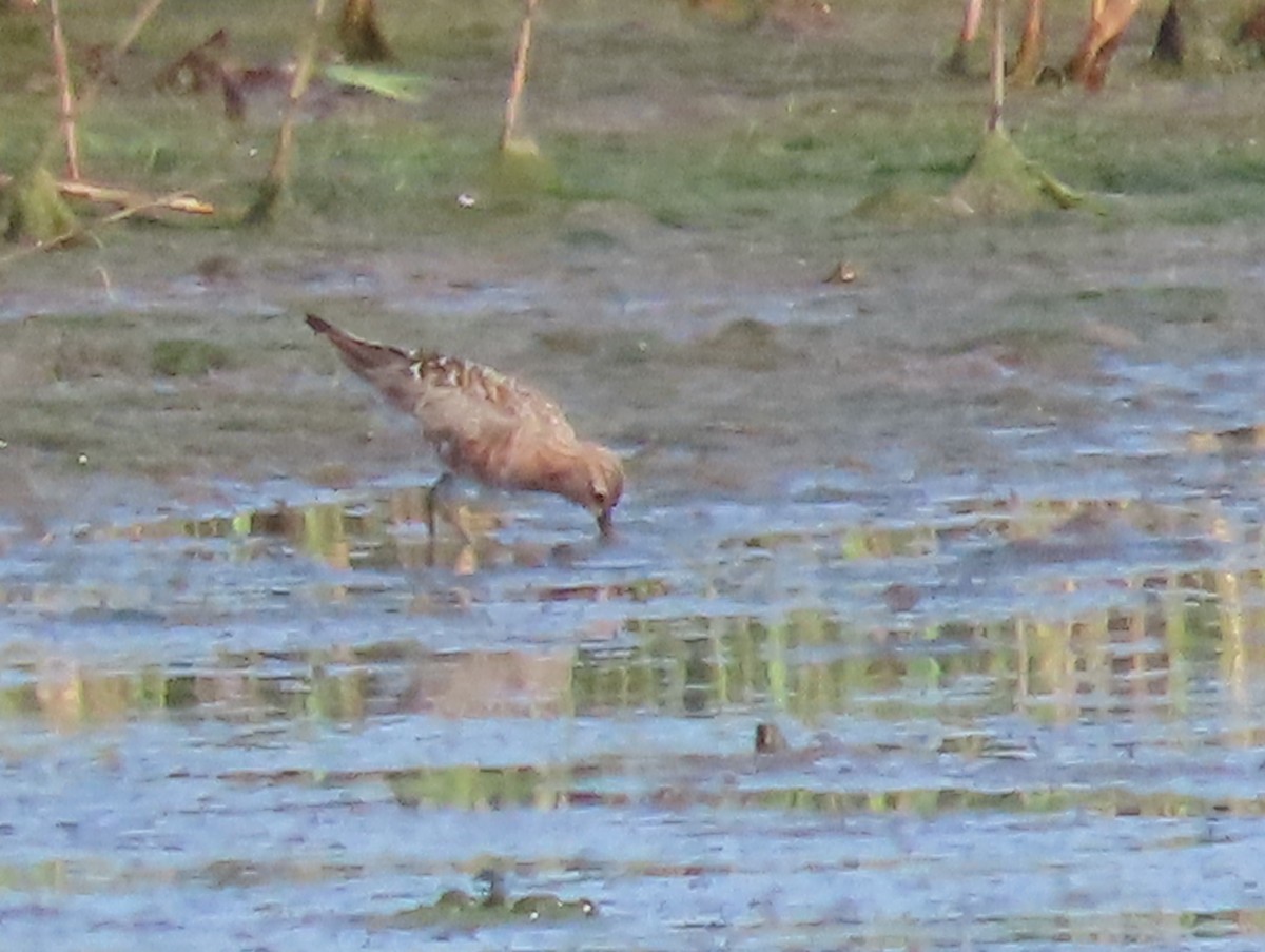 EBird Checklist 12 May 2023 Cape Island South Cape May Meadows SCMM 23 Species