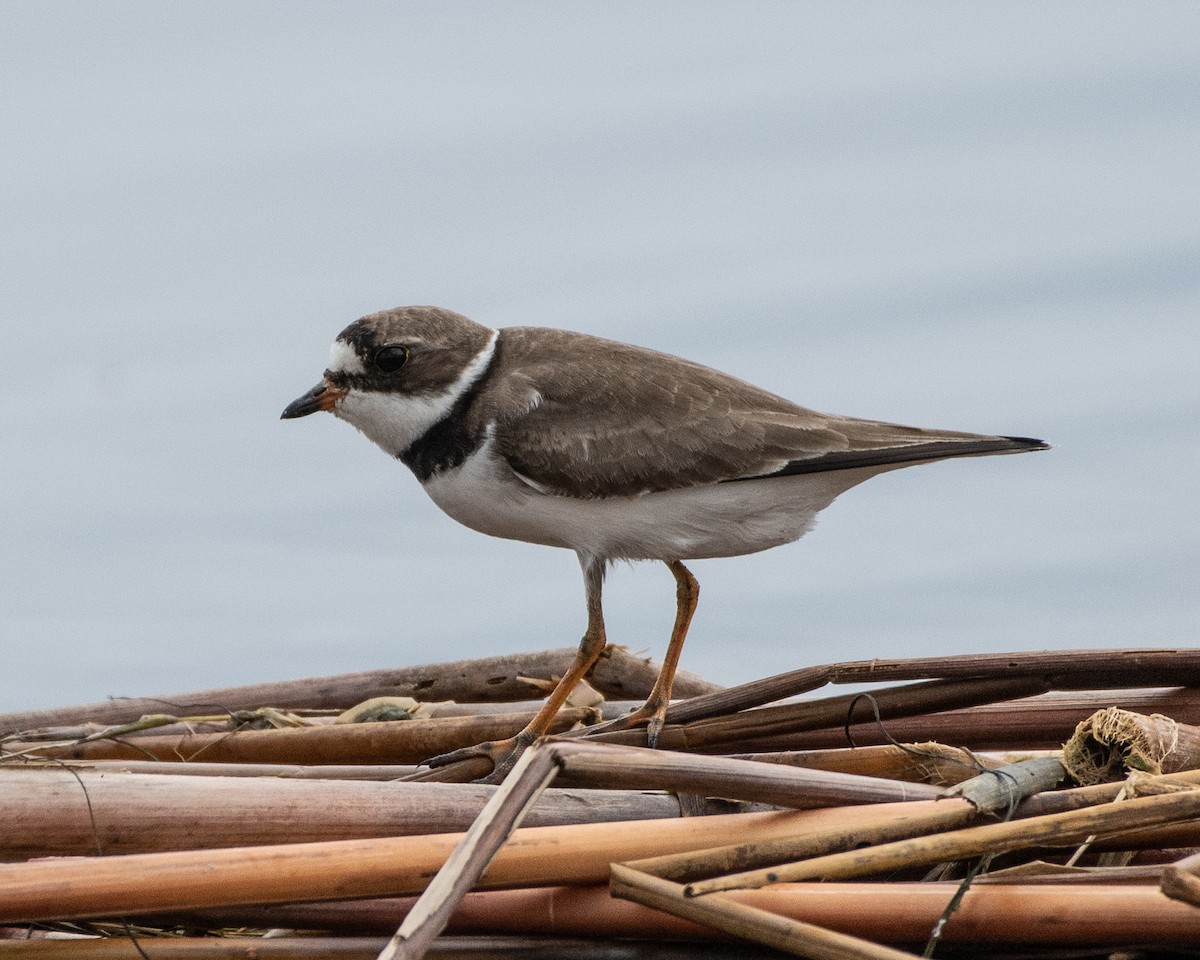 Semipalmated Plover - ML570881481